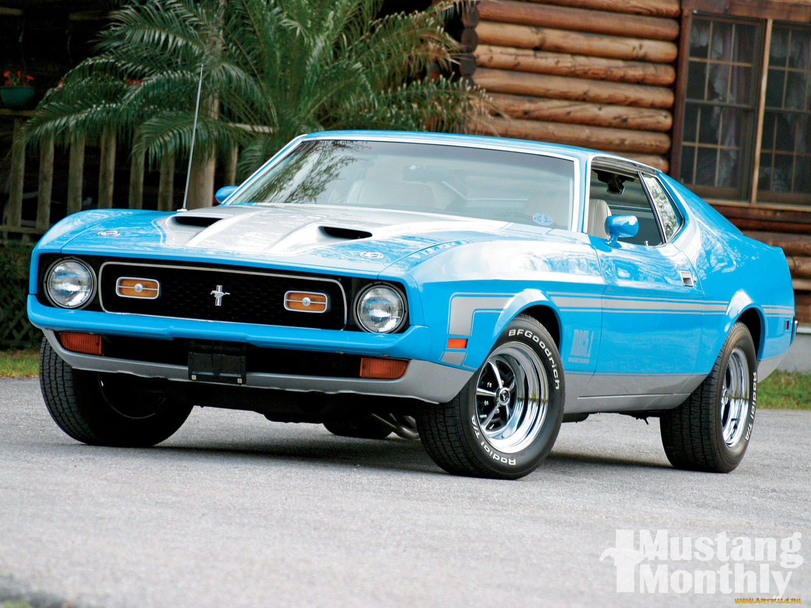 , mustang